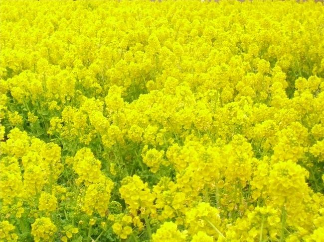 油ヶ淵の菜ノ花畑 高浜 碧南 愛知県 の旅行記 ブログ By 加藤さん フォートラベル