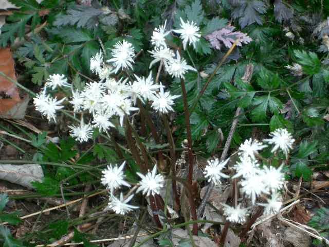 オウレンはキンポウゲ科の可憐な小さなお花です。斜面にひっそりとけなげに生えています。漢方薬にもなるそうで、薬草園の一般公開日に訪ねました。ボランティアの方々に親切に教えていただきました。