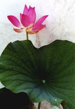 ★ちょっと昔のインドネシア　バリ島バイク旅