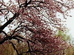 ★ちょっと昔の日本　岩手県 −亀ヶ森牧場の山桜