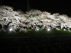 2004桜＠山崎川