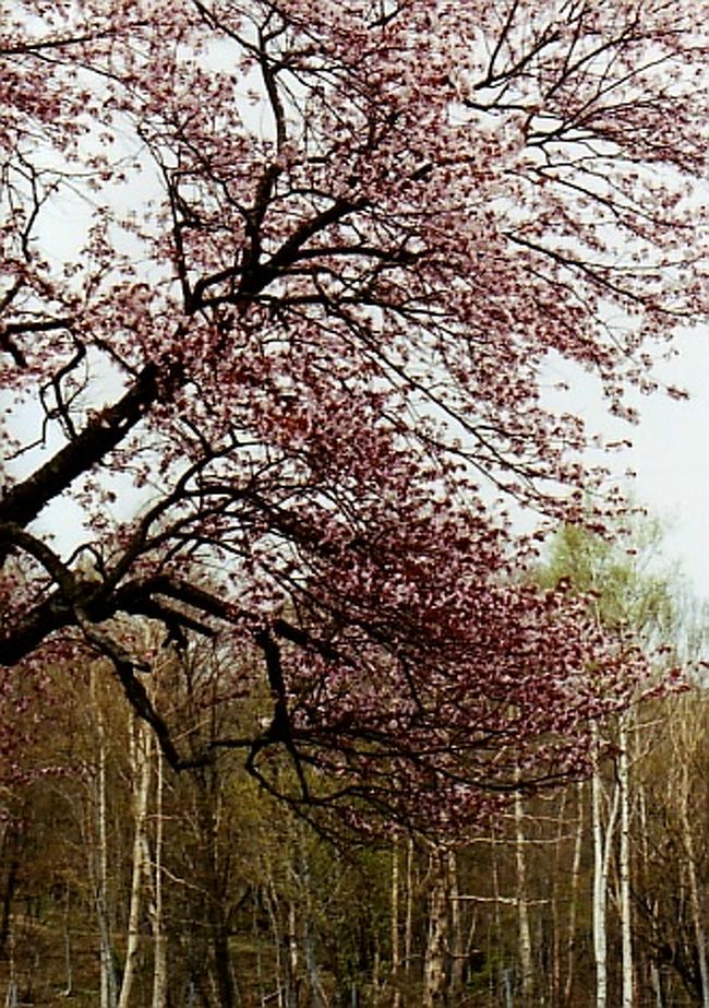 岩手の遅い春の一日。<br />岩手県の太平洋沿岸、南北に細長い陸中海岸国立公園のちょうど中間地点の宮古。<br /><br />宮古市内のソメイヨシノはもう終わっても、周辺の山々の中にひっそりと咲く山桜はこれから。<br /><br />そんな春の一日、地元の人も知る人は少ないという山桜のありかを案内してもらいました。<br />まだ雪も溶け残る山と、やっと萌え始めた緑の中を歩いてみた５月の初め。<br /><br />賑やかに人が見に来る場所じゃないのがちょっと残念…。<br /><br />寒さの中のひっそりとしたお花見の風情を残しておきたいと思います。<br /><br />表紙の画像は、白樺林を背に咲く山桜<br />