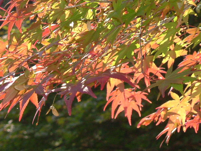一足早い秋の京都を満喫。