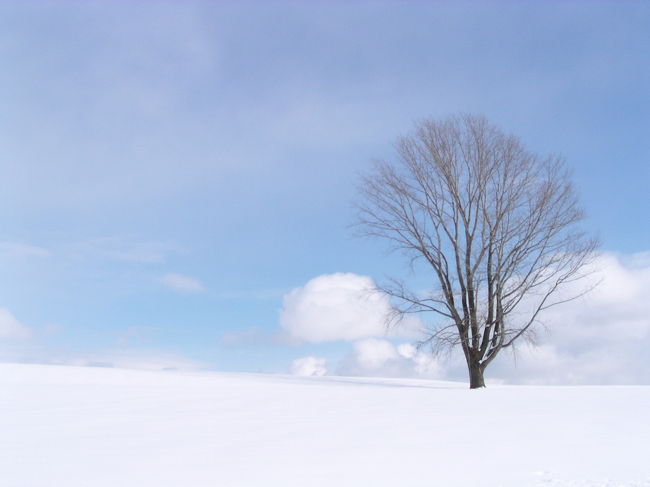 マイスノーシューで雪の丘を歩いてきました〜♪　<br />青空と太陽の下、一面真っ白な丘の上から眺める<br />雄大な景色は、氷点下ということを忘れるくらい、<br />最高に、いい気持ちです！<br /><br />富良野にも足を伸ばして、お気に入りのビストロでディナーを楽しみ、<br />美瑛滑空場での、全日本スノーモビル大会も観戦しました。<br /><br />詳しい旅行記は…<br /><br />☆へっぽこ携帯日記<br />　2006/3　<br />　「雪の丘　スノーシューで金メダル？　スノーモビル大会観戦」<br /><br />　http://homepage3.nifty.com/shin_say/mdiary/k-mb0603/mobile0603.html<br /><br /><br />