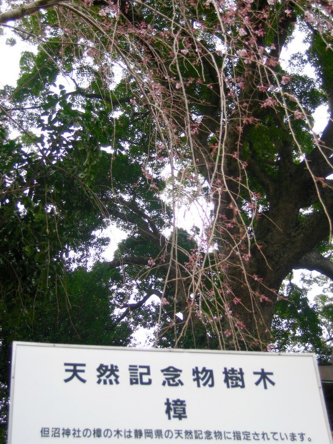 浜石岳から、但沼に下りました。<br /><br />但沼神社のクス（静岡県指定天然記念物）所在地 ： 静岡県清水市但沼町<br />但沼車庫南側に但沼神社の社叢が見えました。拝殿の後ろに立つ雄大な樹は、樹齢１０００年、樹高２９．５ｍ、目通り幹周１３．０ｍと記される大クスです。樹高と相まった枝張りの大きさと、巨大な根張りでその偉容を誇っています。 <br /><br />