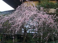 春の花 その1　鎌倉