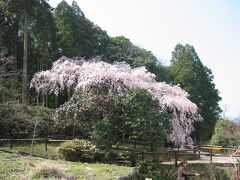 里山に咲く満開のしだれ桜
