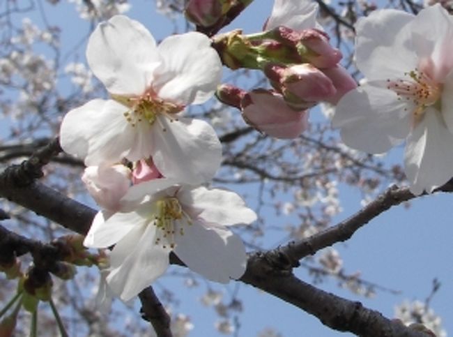 西都原古墳群へ春を訪ねて出かけた<br /><br />桜は数日で満開　菜の花は満開<br />早い桜はもう葉桜になったり　風がそよかに吹けば花吹雪<br />ミツバチもてんとうむしも春を楽しんでいました