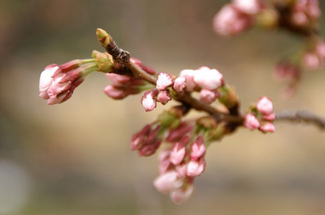 東京の桜の開花宣言から2日目。どんな状態なのか気になって気になって出掛けた先は2つの恩賜庭園。やっぱりまだちょっと早いけどお庭は色とりどりのお花でいっぱい♪いいですねぇ春！