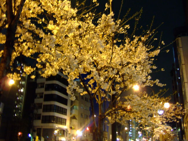 明治通り沿いにちょっと早い夜桜が咲いていました。<br />きれいだったので、激写。<br /><br />旅行じゃ、ないんですけどね…。