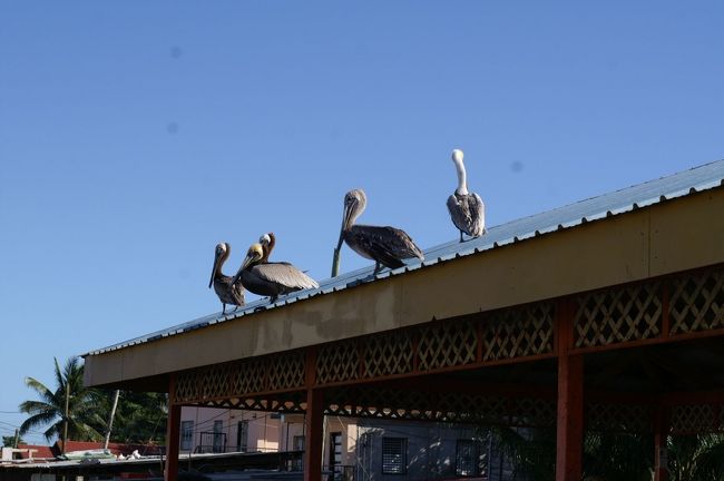 mexico-belize city-Guatemala<br /><br />ペリカンは魚市場の屋根の上で魚のおこぼれを待っている