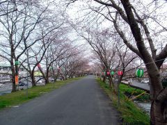 春の便り～河原町桜堤防～