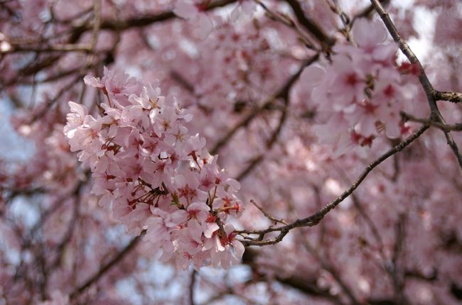 ２日にわたり横浜市内の根岸公園と三ッ池公園を訪れました。一日のズレはありますが桜の開花状態はずいぶん違って見えました。それにしても日本人の桜好きは春になってみるとよぉく解りますね、都会の公園にもこんなにたくさんあるんですものね。そういう私もこの時期落ち着いていられないのが本音です。。。