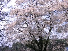 2005年 満開の桜をもとめて