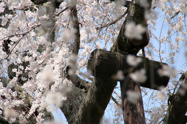 樹齢約３３０年の枝垂れ桜に会いたくて行ってきました。<br />小田原から小田急線に乗換え「入生田」下車。<br />翌日から雨になる予報だったので、散らないうちにと思い出掛けてきました。