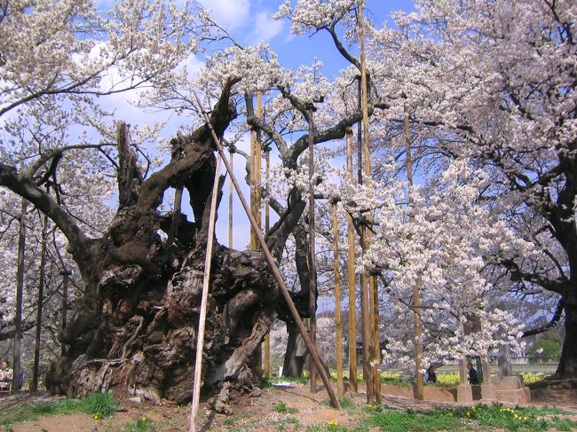 日本最古の桜だそうで、日本三大桜、天然記念物にも指定されているそう。<br />確かにすばらしいが、かなり痛んでいるよう。。。