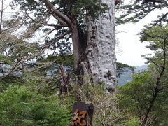 日本の世界遺産！！屋久島