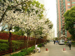 上海・にぎやか呉江路＆青海路の寂しい桜並木