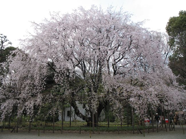 東京では、文京区の駒込駅にある枝垂れ桜が有名です。<br />残念ながら、夜間特別公開（ライトアップ）は昨日で終了。（今年は3月29日まででした。）<br /><br />そもそも六義園とは、五代将軍・徳川綱吉の信任が厚かった川越藩主の柳沢吉保（ドラマ大奥でやっていましたね）が1702年、築園した大名庭園だそうです。<br /><br />明治に入って、三菱創業者の岩崎彌太郎の別邸になり昭和13年岩崎家より東京に寄付されたそうです。<br /><br />入場料は300円（メトロの1日乗車券があると240円！）<br />デジカメ片手に2～3時間は楽しめます。<br /><br />17時に閉門なので、午後1番がおすすめです♪<br />私が、行った日は途中から曇り、そして風が強かったので、なかなかいい写真が撮れなかったです。<br />（ブレまくり）<br />ちゃんと天気予報聞けばよかった。。。。｡゜（ﾟ´Д｀ﾟ)゜｡<br /><br />でもかなり癒されました。<br /><br />