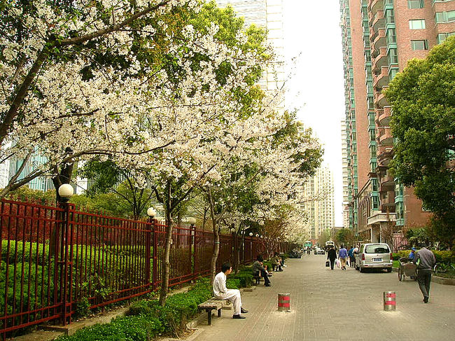 上海に桜があるのか・・・あります。街中で１本、２本の桜を見かけたりします。でも、若い木ですね。<br />まとまった桜は有るのか・・・上海植物園とか魯迅公園とかに、あるにはありますが、やはり、まばらで本数も少なく、年数も経ってませんので、全く迫力ありません。こういったところの桜は、日本から寄贈されたとか、日本企業関連で植えられた物なのかと、思っています。<br /><br />昨日、行ってきましたところは、青海路という道です。<br />ココに桜並木が有ることを発見したのは３年前。当時は、まだ若木でして、満開になっても、全く感慨が沸かない、と言う寂しい物でした。昨日は・・・やはり、まだまだ、という感じでしたが、少なくとも３年前よりは確実に、華やかさは増してました。<br />５・６年すれば、木も立派に育ち（大切に育ててくれればの話ですが）、結構、名所になるのかもしれません。<br />ただし、いかんせん、並木が５０ｍ程度と短いので、どうかなと言う、気持ちも有ります。<br />桜の下にはベンチがいくつかありまして、座ってる方が結構居るわけですが、皆さん、全く、桜などには興味を持ってない様子でした。私がカメラを桜に向けてる姿を見て、なんだこの人はという目をしていました。<br /><br />でも、その桜も、今朝方、風混じりの雨が降りましたので、もう散ってしまったかもしれません。<br /><br />小吃店や安食堂が並ぶ賑やかな道・呉江路を散策した後に、その青海路にも寄ってみました。<br />呉江路には、の生煎饅頭で有名な小楊生煎館などもあります。その人気店の様子などとあわせて、青海路の、まだまだ寂しい桜並木の様子をお伝えします。