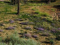 ★春のチュニジア＋イタリア（４） −エル・ジェムからマトマタへ