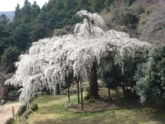 小田原長興山の枝垂れ桜