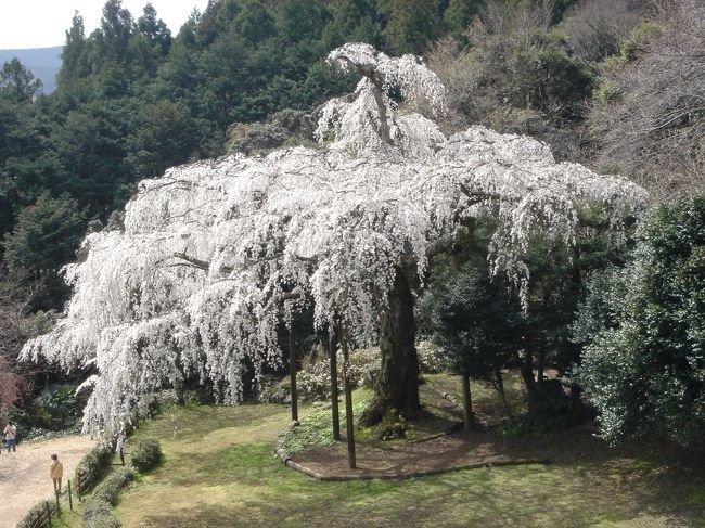 今年最初の桜は、神奈川県小田原市の長興山<br />駐車場がないところなので箱根に車を置いて<br />箱根登山鉄道で入生田駅へ<br />駅から徒歩20分・・・楽勝と思ったのが。。<br />石段200段含む（どこにも書いてありませんでした）<br /><br /><br />建立時に春日の局を母のように慕っていた、稲葉正勝が植えたといわれています。<br />樹齢３３０年余のシダレザクラの巨木は今も美しく咲き誇っていました。<br />支柱が歴史を感じます。東西12m、南北13mと花枝を伸ばして<br />濃い緑を背景に滝のように枝垂れ咲く姿は優雅でした。<br />神奈川県下にも比類のない名木といわれているそうです。<br /><br />箱根に戻って、腹ごしらえをしてから<br />ピカソ展を観に仙石原のポーラ美術館へ。<br />林の中に立つ美しい美術館です。<br />ピカソの画風は年代によって凄く変化している。<br /><br />箱根は広い。。<br />湯本では早川に沿って満開の桜も、強羅や仙石原ではまだ蕾でした。