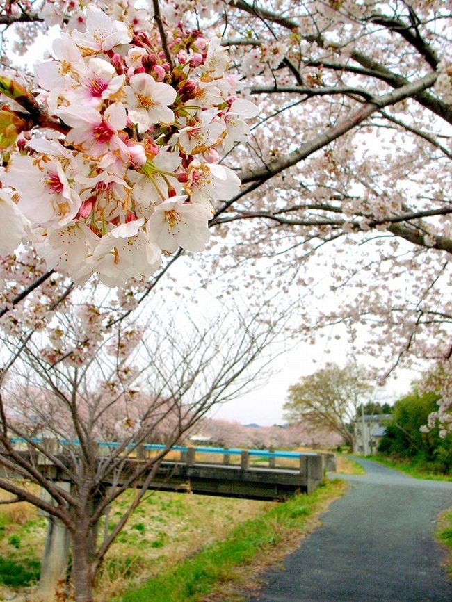 袋井市の初詣で賑わう法多山へ向う途中、袋井高校の側の川を桜の咲く綺麗なスポットがある。<br />法多山へ向う途中に立ち寄るのも良いが、法多山が駐車場料金を取る為、お金をかけないでお花見や散策を楽しみたいならそれなりに楽しめる場所ではないだろうか。<br />