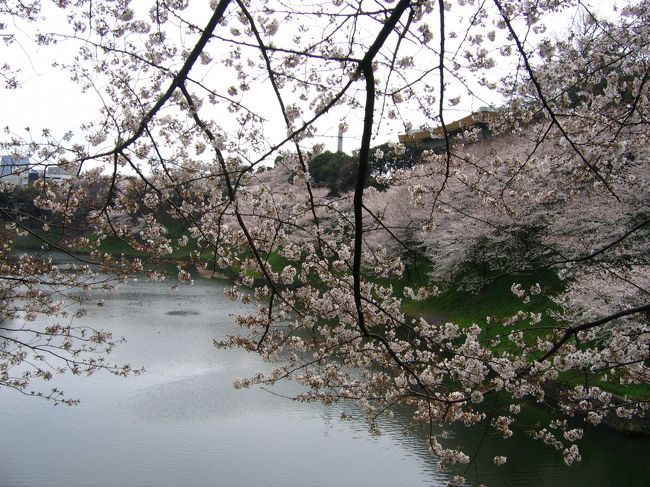 今朝、皇居お堀の千鳥ヶ淵の桜が満開に<br />なったとのニュースを見て、<br />仕事の合い間に九段下で降りて桜を見に行った。<br /><br />地上に出ると、人、人、人！<br />初詣なの？