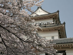 小田原城の花見。