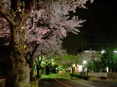 世田谷夜桜名所 妙法寺・農大近辺