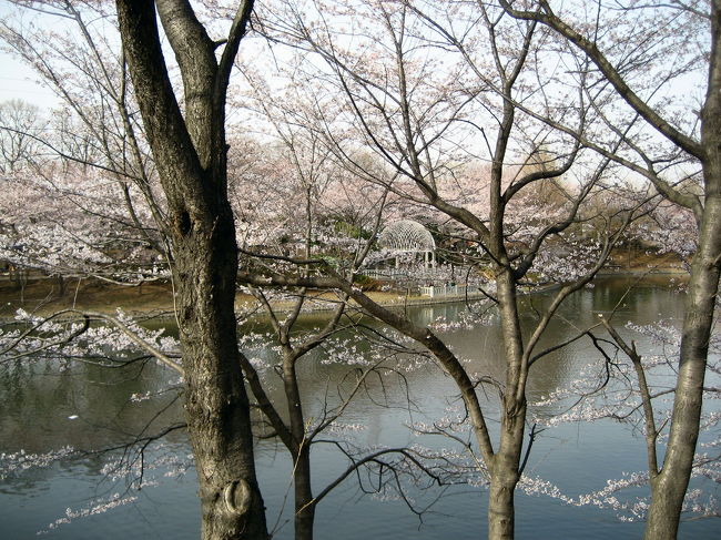 去る土曜日は、近所の桜は九分咲きくらいでした。<br />デジカメを買って、そこそこ操作を覚えるまで、なんとか間に合いました。<br />操作といっても、コンパクト・カメラなのでたかが知れいますけどね。面倒なときは、ええい、オートでいいや！ってできます。<br /><br />母と一緒に桜を見に近くの公園へ散歩しました。<br />まだボタンを押し間違えたりなど操作に時間がかかるせいもありますが、いいアングルを探してあれこれ試すのも、結構時間を食うものです。<br />撮っている本人は夢中で気になりませんけどね。<br /><br />買ったばかりのデジカメで写真を撮るのも目的なので、母は辛抱強く待ってくれましたが<br />「あんたが1人で海外旅行へ行っても退屈しないわけがわかったよ」<br />と言われました@