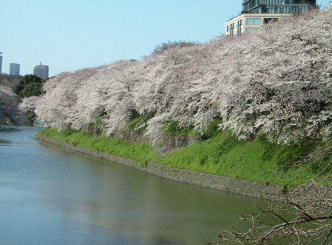出勤前に千鳥が渕やその近くへ桜を見に行きました。青空の中とても気持ちが良かったです。<br />朝から沢山の方がカメラを片手に桜に見入っていました。<br />転勤の為、出勤前にここへ桜を見に来る事は来年から難しいのが残念です。<br />