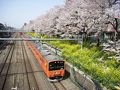 ちゃあちゃんの桜追っかけパート?