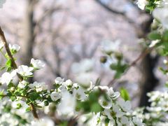 勝手にSAKURA祭＠東京都下　１