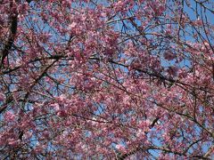 勝手にSAKURA祭＠東京都下　２