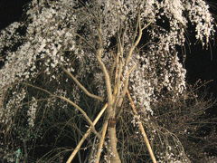 手にしたばかりのオモチャに夢中：夜桜と……朝桜？（朝の光の中の他の花のおまけ付）