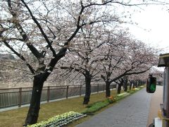 大阪城公園の花見（ロードトレイン）