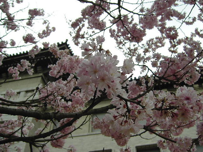 4月2日の日曜日、お天気は良くなかったのですが上野のお山に行ってきました。お花見ではなくて、東博の法隆寺宝物館にただいま奈良からお見えになっている「天寿国繍帳」と「聖徳太子像」を見るのが目的です。上野駅の改札口は人ひとヒトでごった返していました。表紙の写真の桜は東博で今特別公開されている庭園に咲いていたショウフクジザクラです。