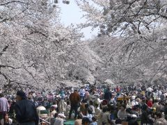 満開の花見ドライブ（小金井公園）