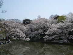 鎌倉の桜の名所をはしごしました。