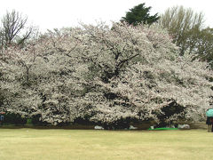 新宿御苑の桜