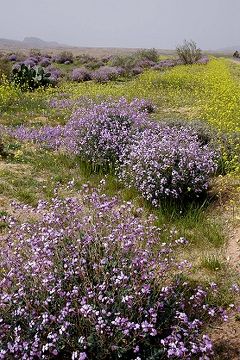 ★春のチュニジア＋イタリア（９）ミデス峡谷から花咲く野へ