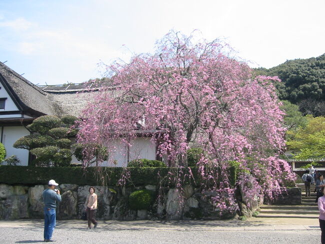 柿右衛門さんの庭に咲いた、「しだれ桜」が見ごろだと聞いたので行って来ました、茅葺屋根の屋敷の庭に移植後５０年と言われている見事な「しだれ桜」が咲き誇っていました、お天気が良く観光の方たちもカメラ片手に大勢が来ていました・・美術品の展示と展示即売の製品も覗いて見ました、桜の文様やいろんな文様の描かれた作品もありました、<br />だみ手の酒器は気に入りましたが・・<br />お値段のほうが私にとっては高根の花でした。