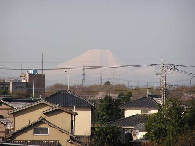 ４月６日朝７時に起床し、ベランダに出てみると真っ白な富士山をくっきりと見ることが出来た。<br />まだまだ富士山は冬の姿である。<br /><br />*写真は真っ白な富士山