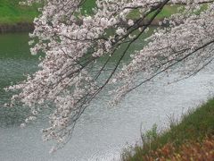 弥生の桜　in　千鳥ヶ淵緑道　☆歓びも哀しみも包み込んで・・。