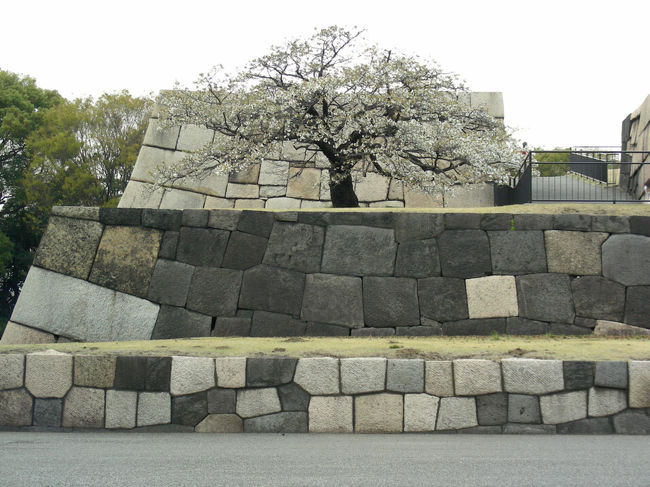 江戸城からの桜は如何でしょう。