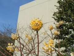 ミツマタの花が咲きました