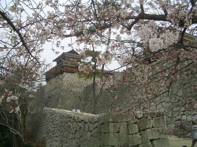 冬の間の枯れ木にいきなり花をつける桜．．．日本の国花にもなっている花．．．桜を見に帰国した！まだ五分咲きだった松山城にも１５年ぶりに登った．．．道後公園の桜は８分咲きで見てきたが見惚れてしまった．．．海外に出て早いもので１６年が過ぎこんなにゆっくりと我が故郷松山を散策した事は無かったが桜のお陰で随分遠くまで足を運ぶ事が出来た！途中双海や大洲も訪れ桜を撮影したのでゴルフばかりのこのプログにチョット休憩（冬場のゴルフ場は余り綺麗に撮影できない）して桜を投稿した！