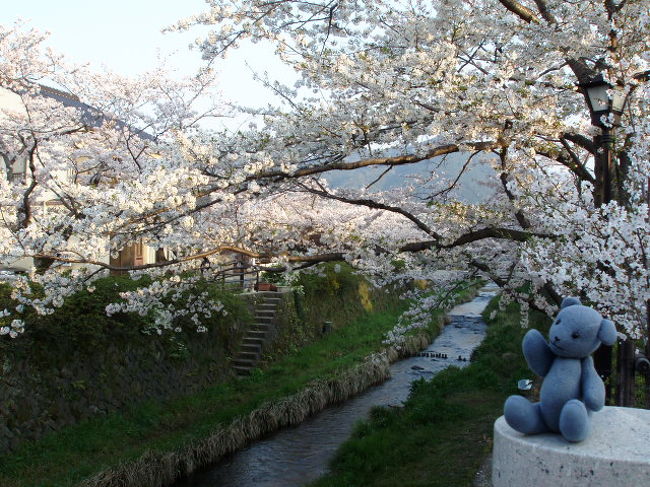 ここ数日の暖かい日であっというまに満開となった山口市内の桜。<br />これを逃すと今年の桜は撮り逃しそうなので、早朝７時前から桜見に出かけたのでした。<br />所要約２時間。<br />行ったところ：一の坂川、瑠璃光寺、亀山公園。